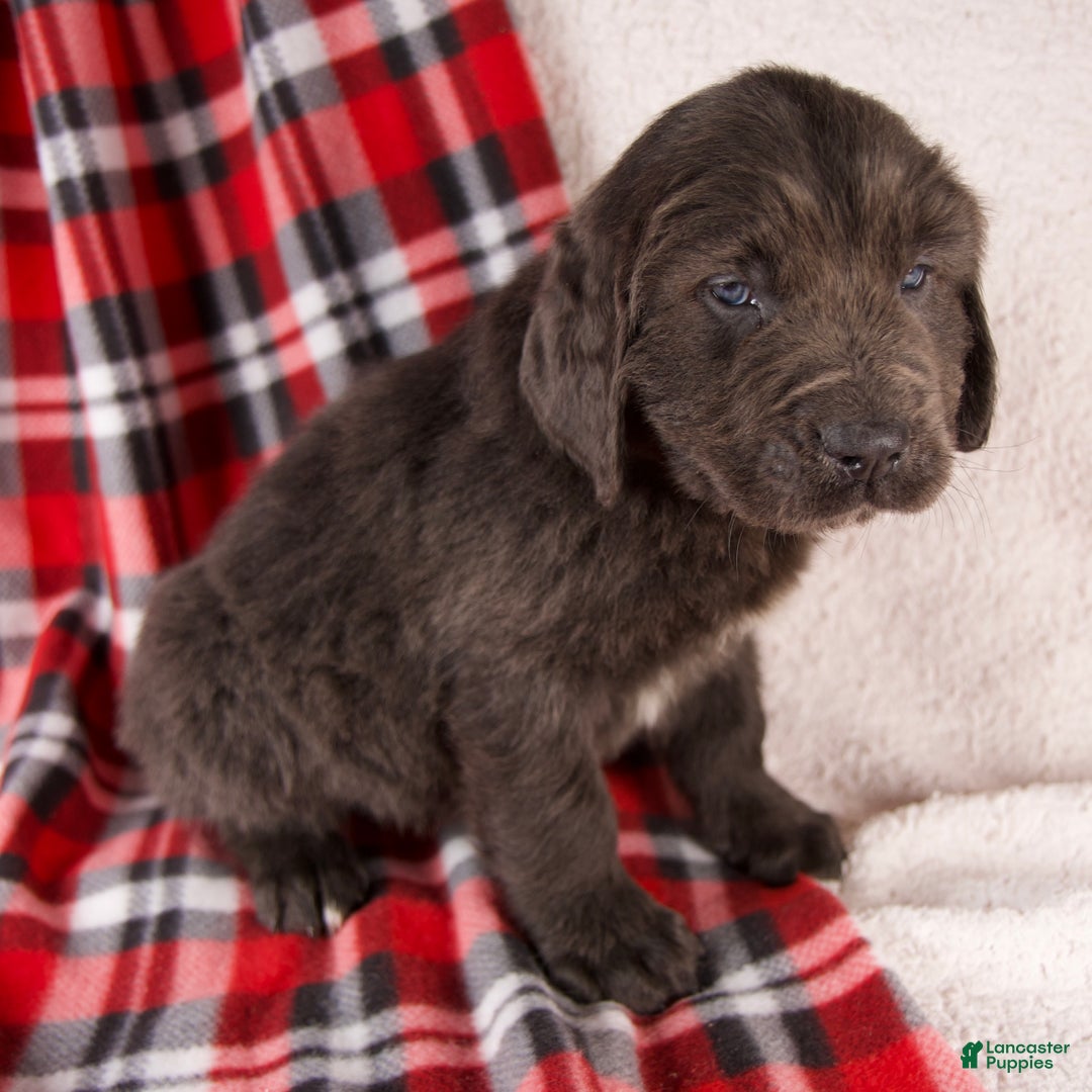 Newfoundland dogs for sale: Forrest - Ad 4