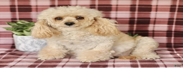 Fluffy 