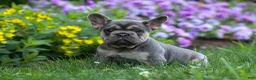 French Bulldog dogs for sale: Finley 🐶 - Ad 9