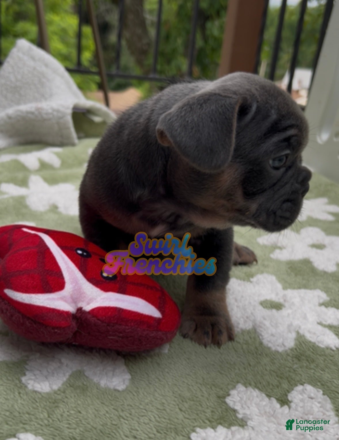 French Bulldog dogs Sage - Ad 2