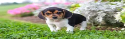 Beagle dogs for sale: Paisley - Ad 9