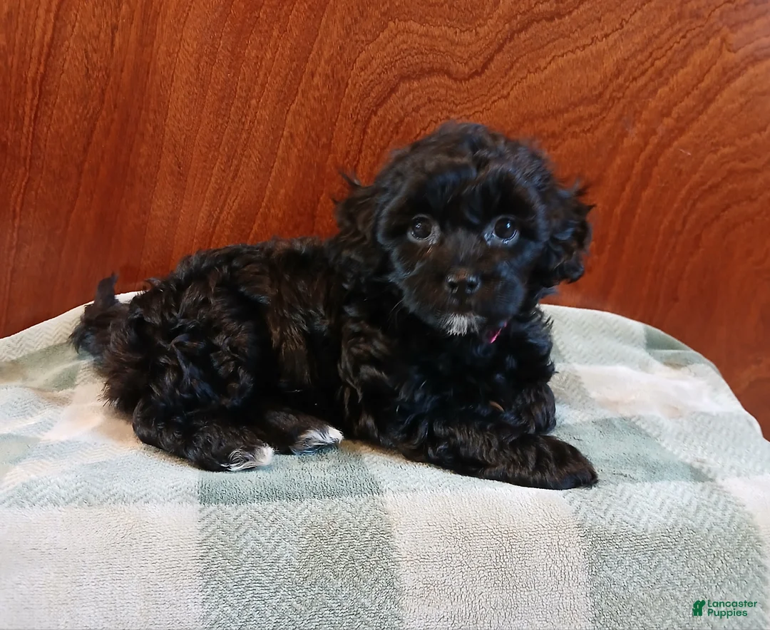 Mixed Breed dogs for sale: Willow  - Ad 1