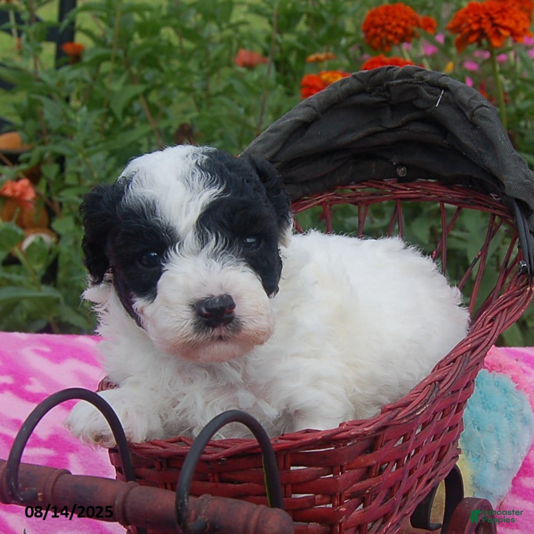 Toy Poodle dogs for sale: Blondie - Ad 6