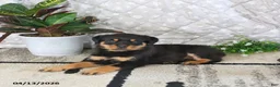 Rottweiler dogs for sale: Athena - Ad 2