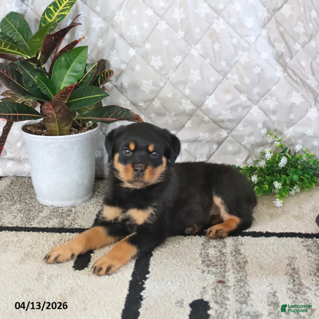 Rottweiler dogs for sale: Athena - Ad 2