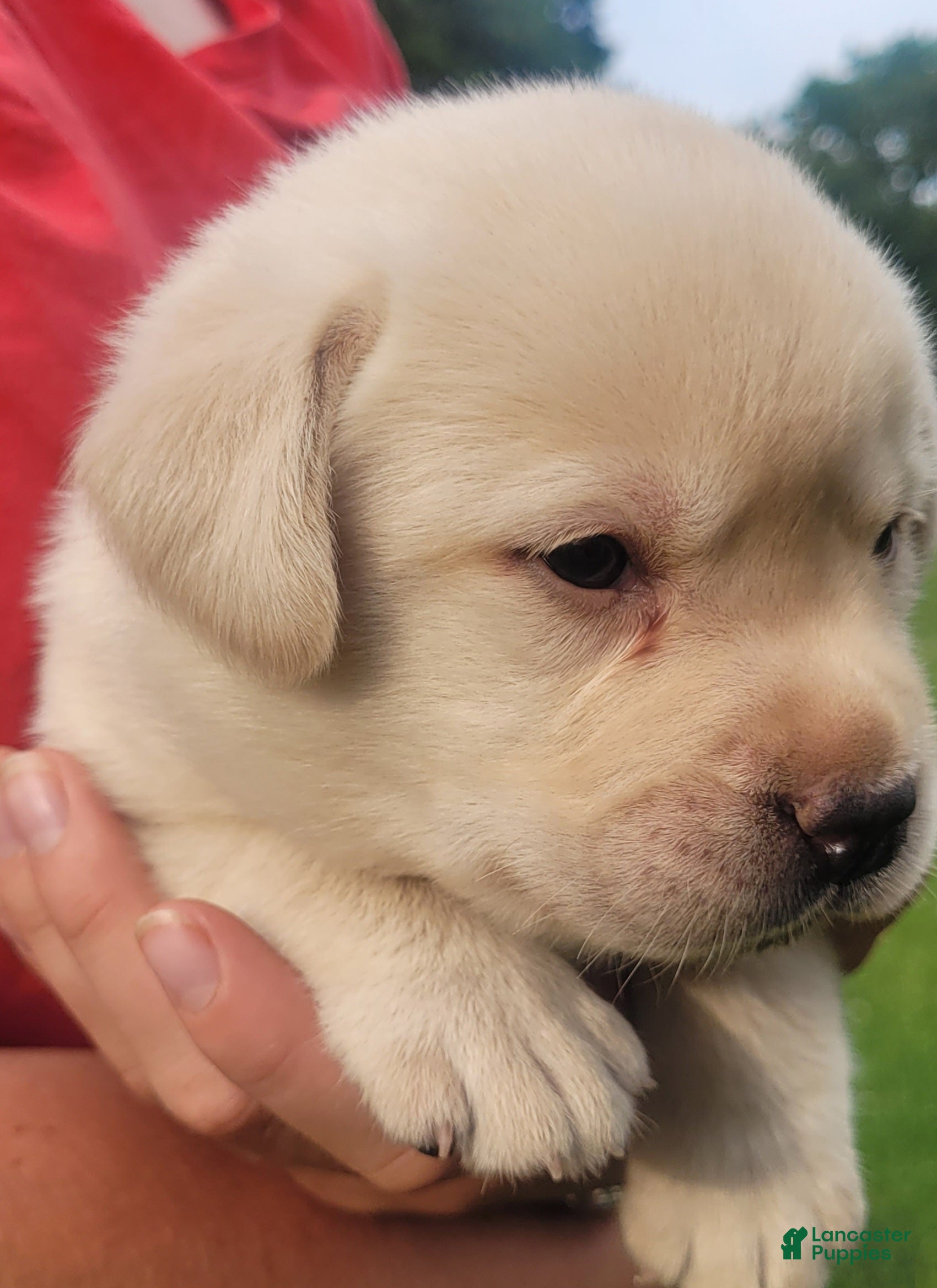 Labrador Retriever dogs MacGyver  - Ad 2