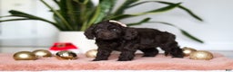 Cockapoo dogs for sale: Holly - Ad 4