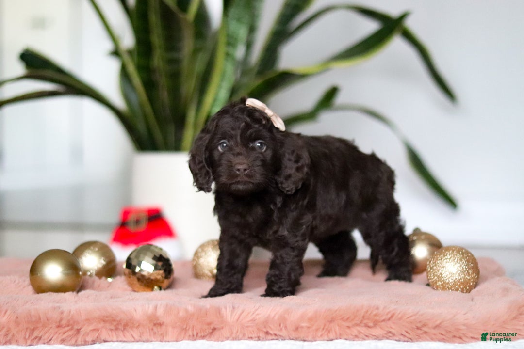 Cockapoo dogs for sale: Holly - Ad 4