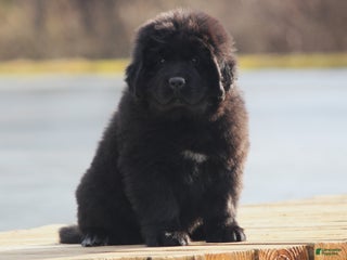 Newfoundland dogs Isla - Ad 20