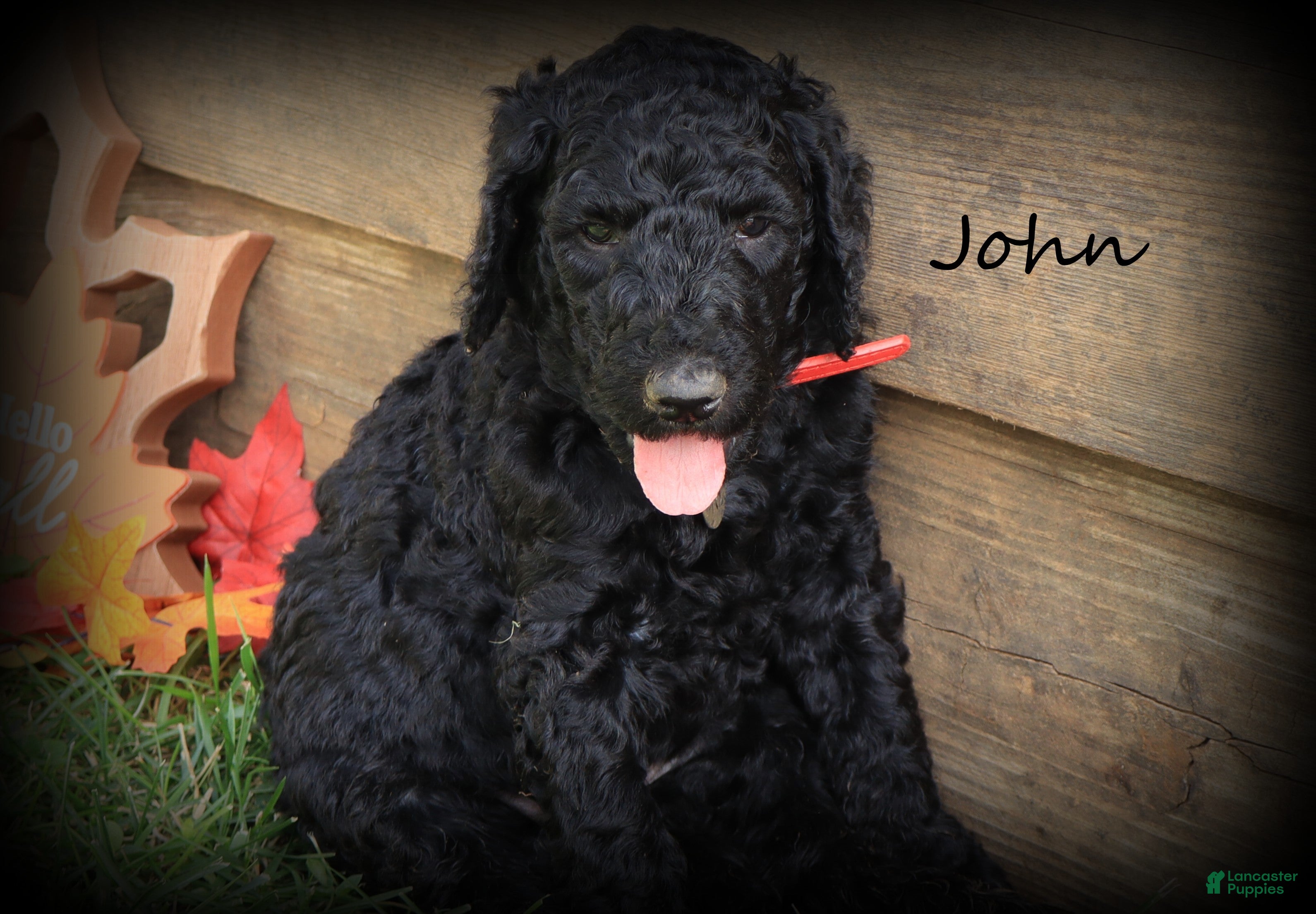 Standard Poodle dogs John - Ad 1