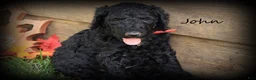 Standard Poodle dogs for sale: John - Ad 1