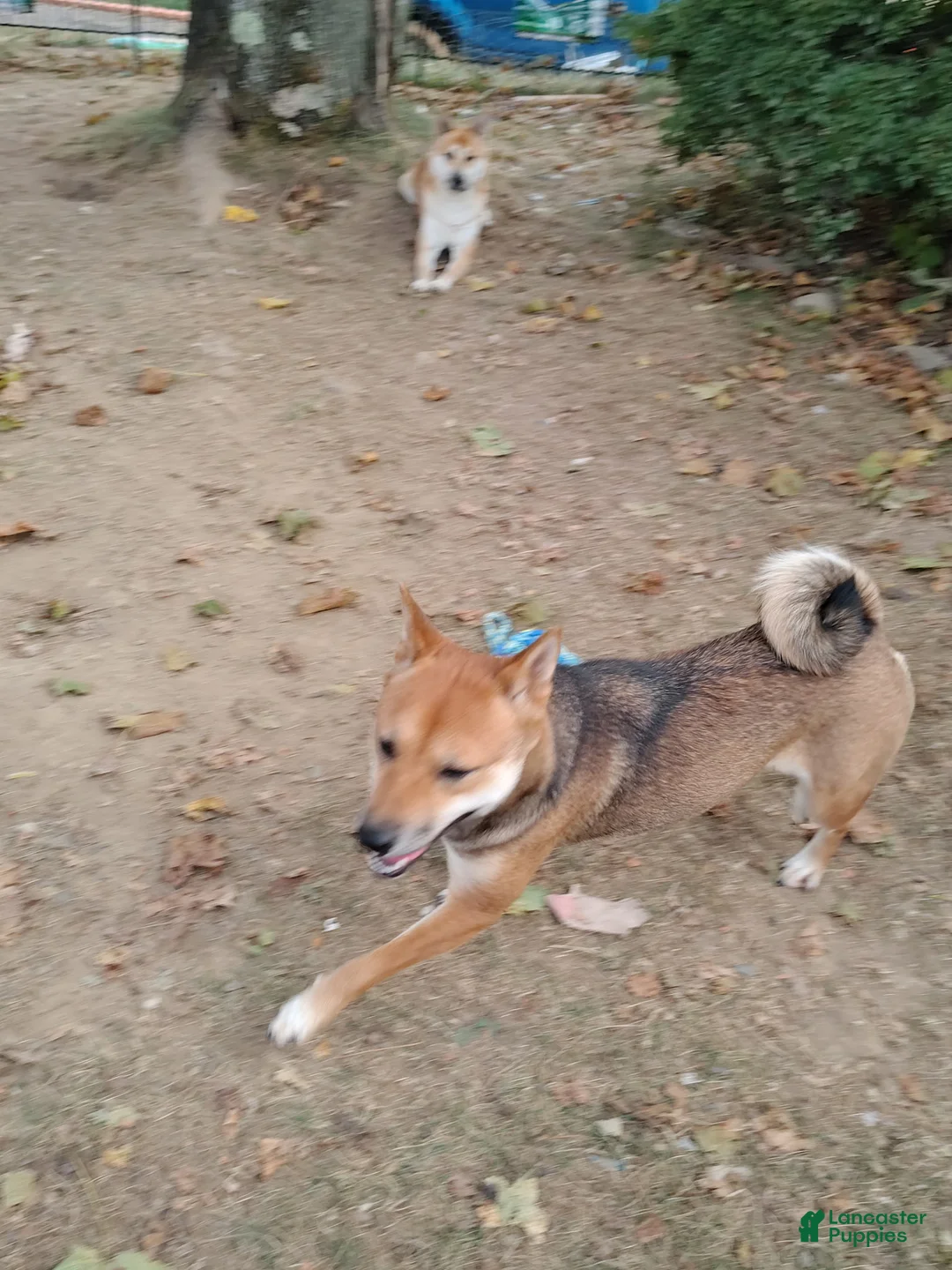 Shiba Inu dogs for sale: Shiba Inu Puppy 4 - Ad 2
