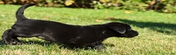 Labrador Retriever dogs for sale: Lacey - Ad 12