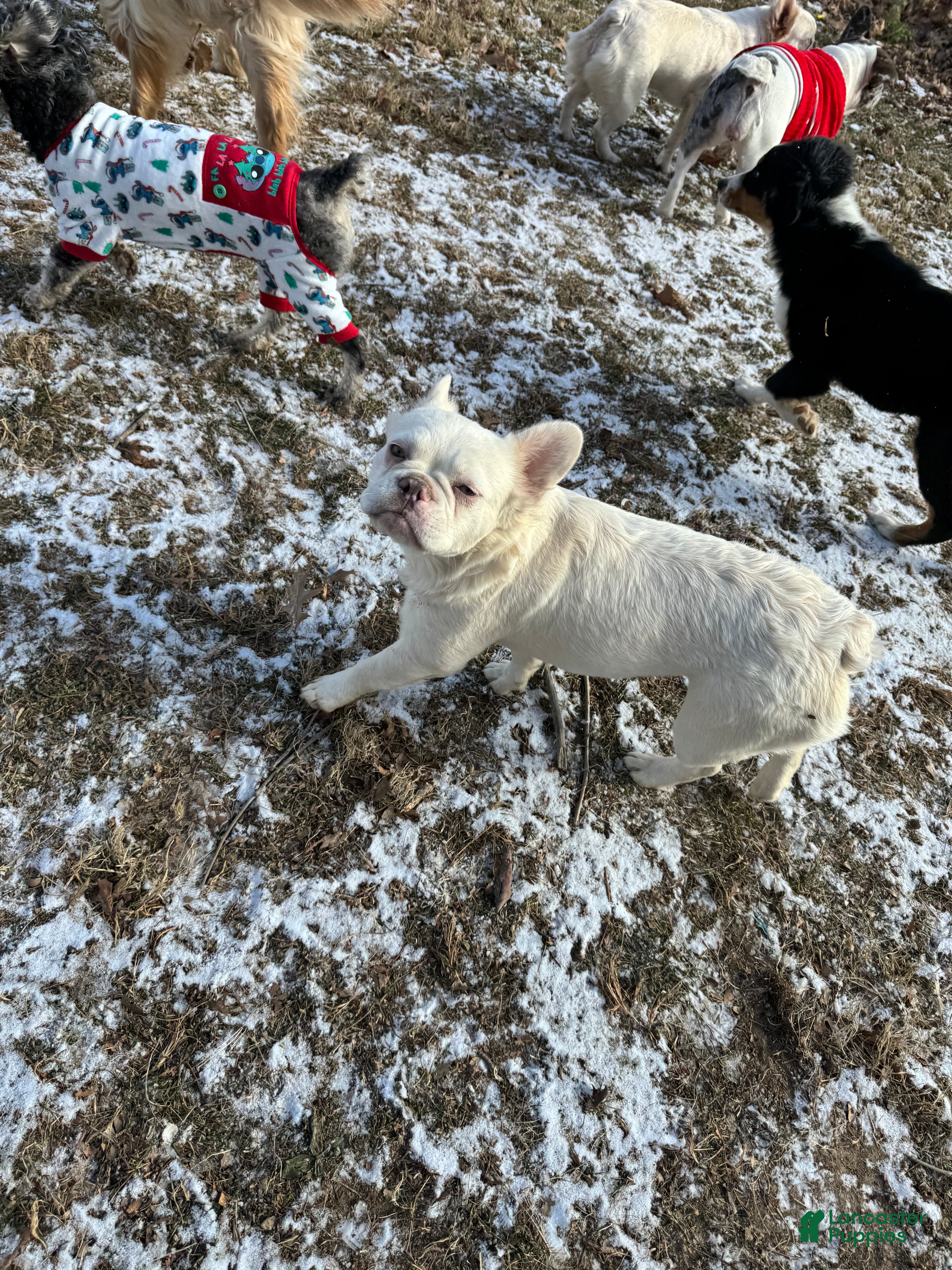 French Bulldog dogs Dolly  - Ad 2