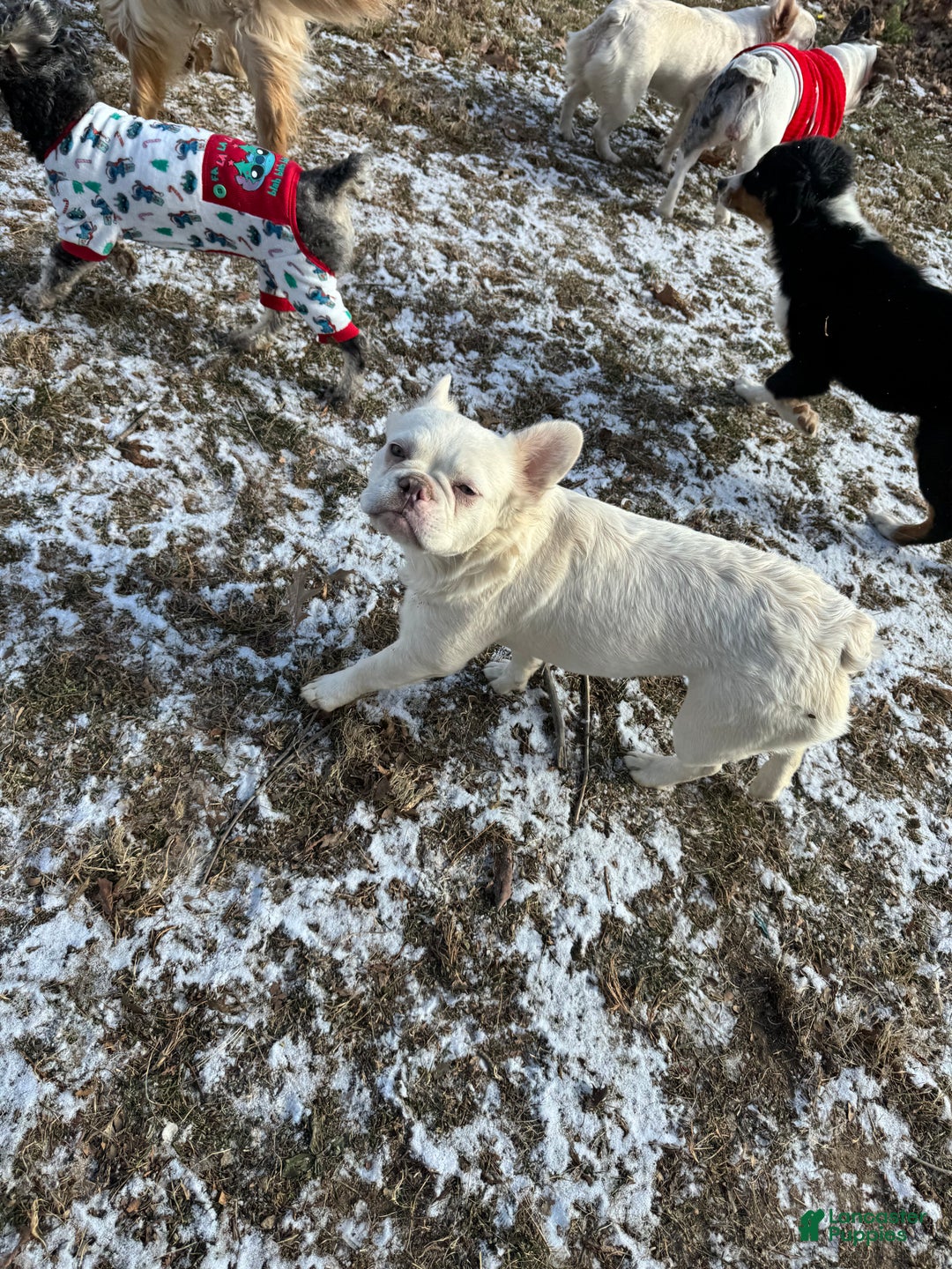 French Bulldog dogs for sale: Dolly  - Ad 1