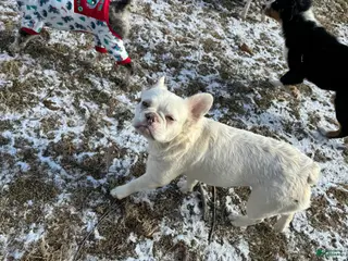 French Bulldog dogs Dolly - Ad 23