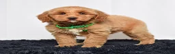 Mini Goldendoodle dogs for sale: Ms. Mona - Ad 4