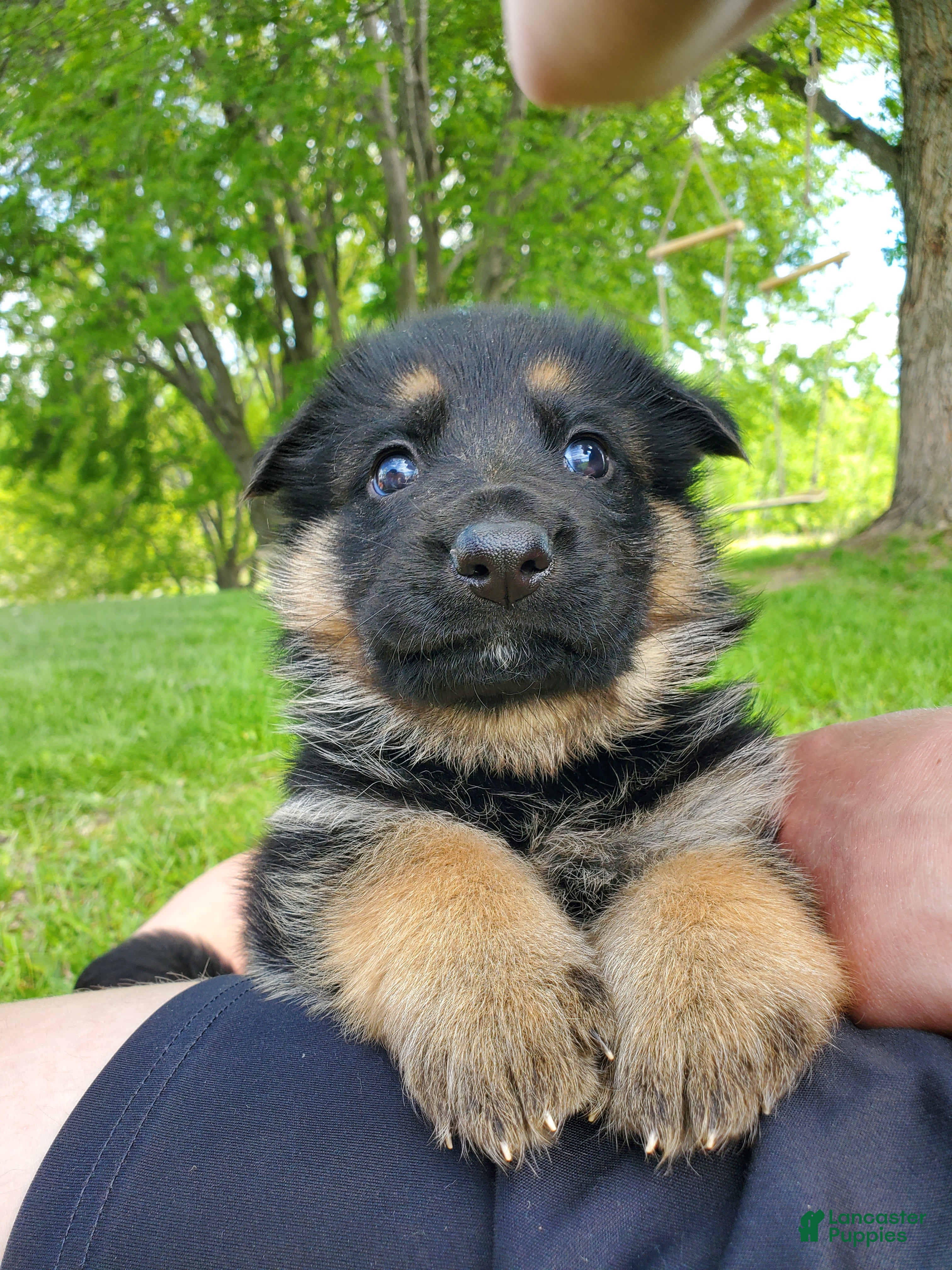 German Shepherd dogs Echo - Ad 5