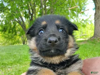 German Shepherd dogs Echo - Ad 24