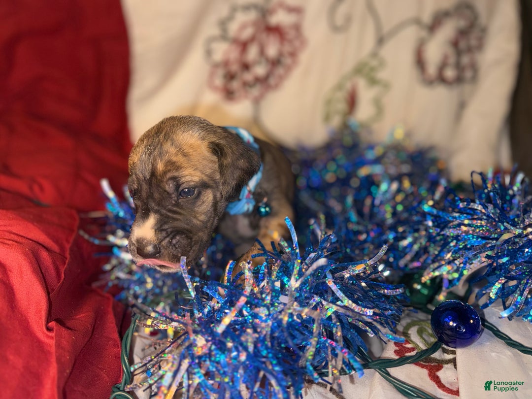 Great Dane dogs for sale: Mark - Ad 12