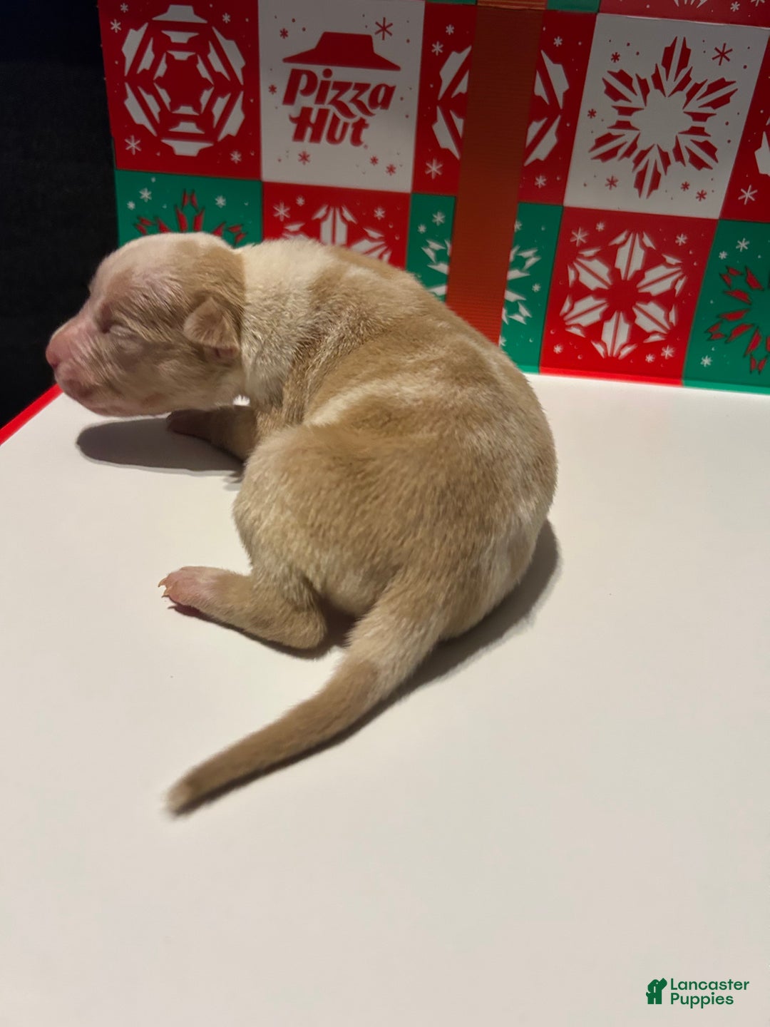 American Bully dogs for sale: American Bully Puppy 8 - Ad 2