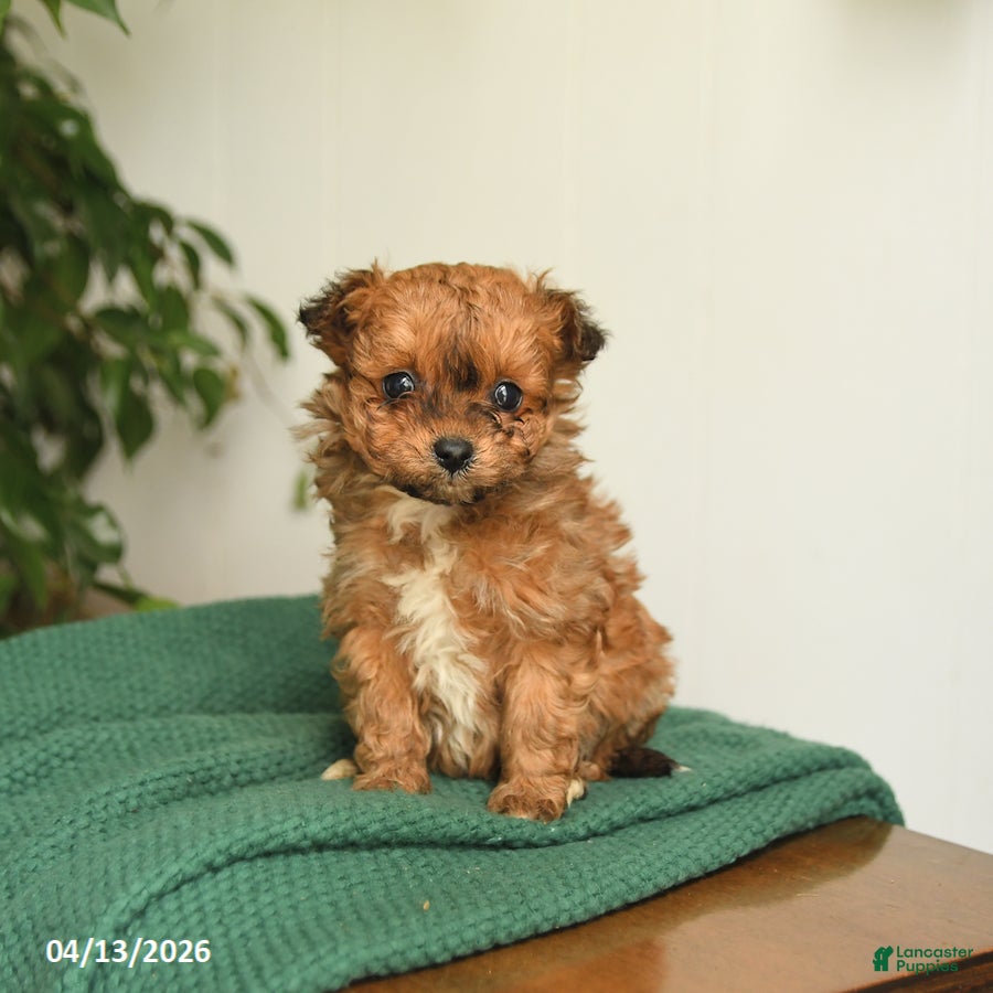 Pomapoo dogs Lucy - Ad 2