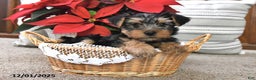Yorkshire Terrier dogs for sale: Asher - Ad 1