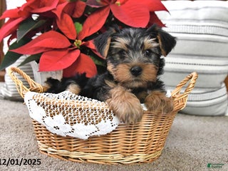 Yorkshire Terrier dogs Asher - Ad 29