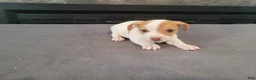 Jack Russell Terrier dogs for sale: John - Ad 4