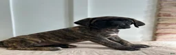 English Mastiff dogs for sale: Dark Horse  - Ad 3