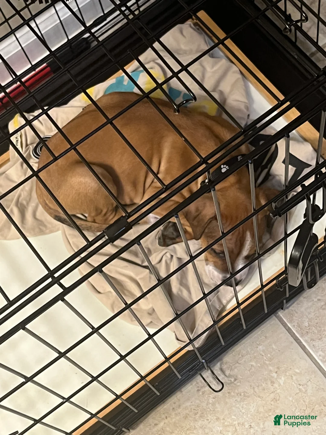 Mixed Breed dogs for sale: Mixed Breed Puppy 1 - Ad 1