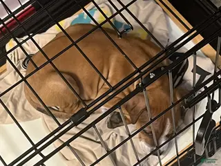 Mixed Breed dogs Mixed Breed Puppy 1 - Ad 35