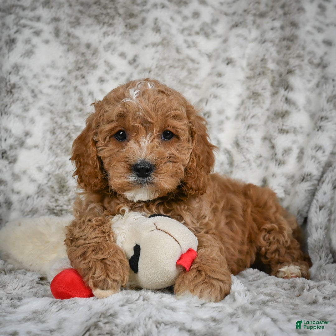 Cavapoo dogs for sale: Sabina - Ad 2