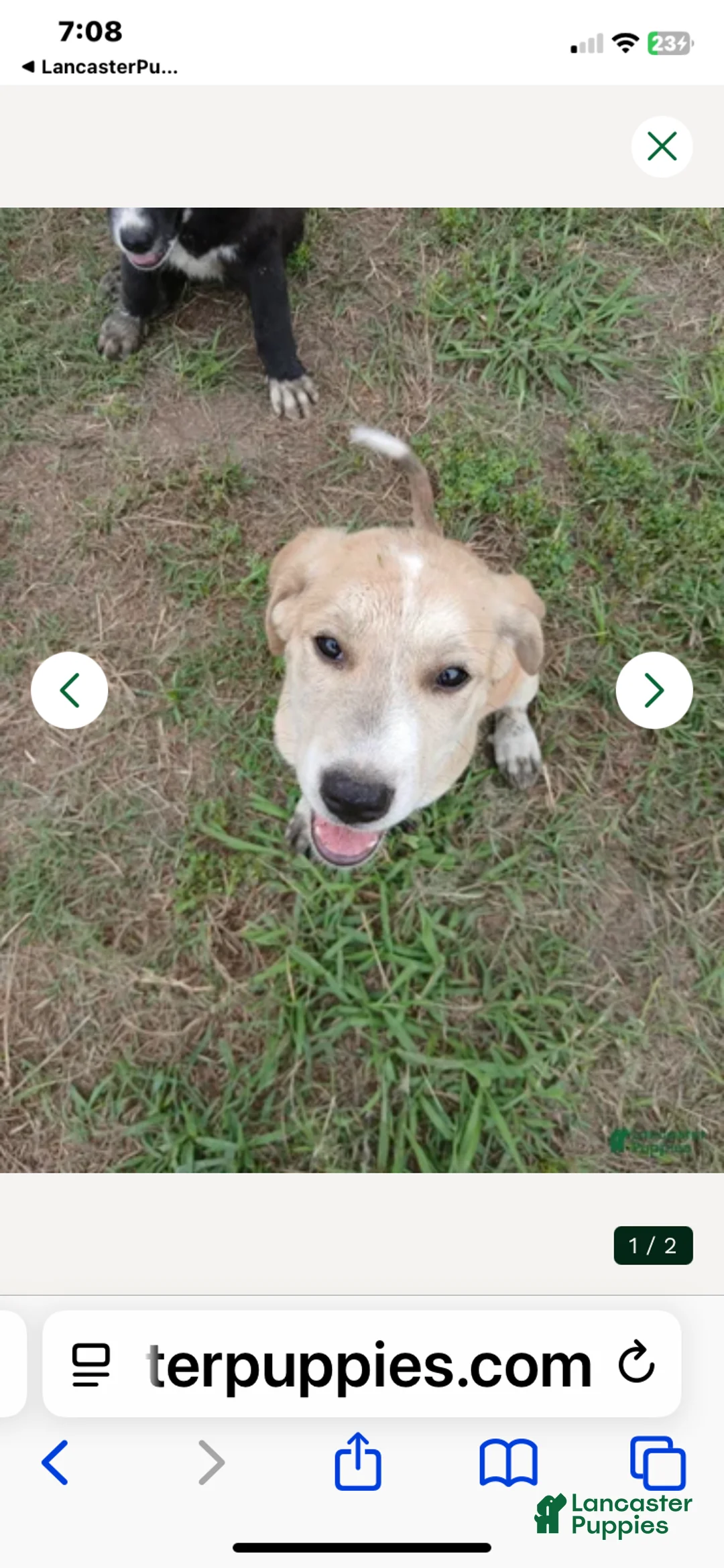 Mixed Breed dogs for sale: Squirrel - Ad 2