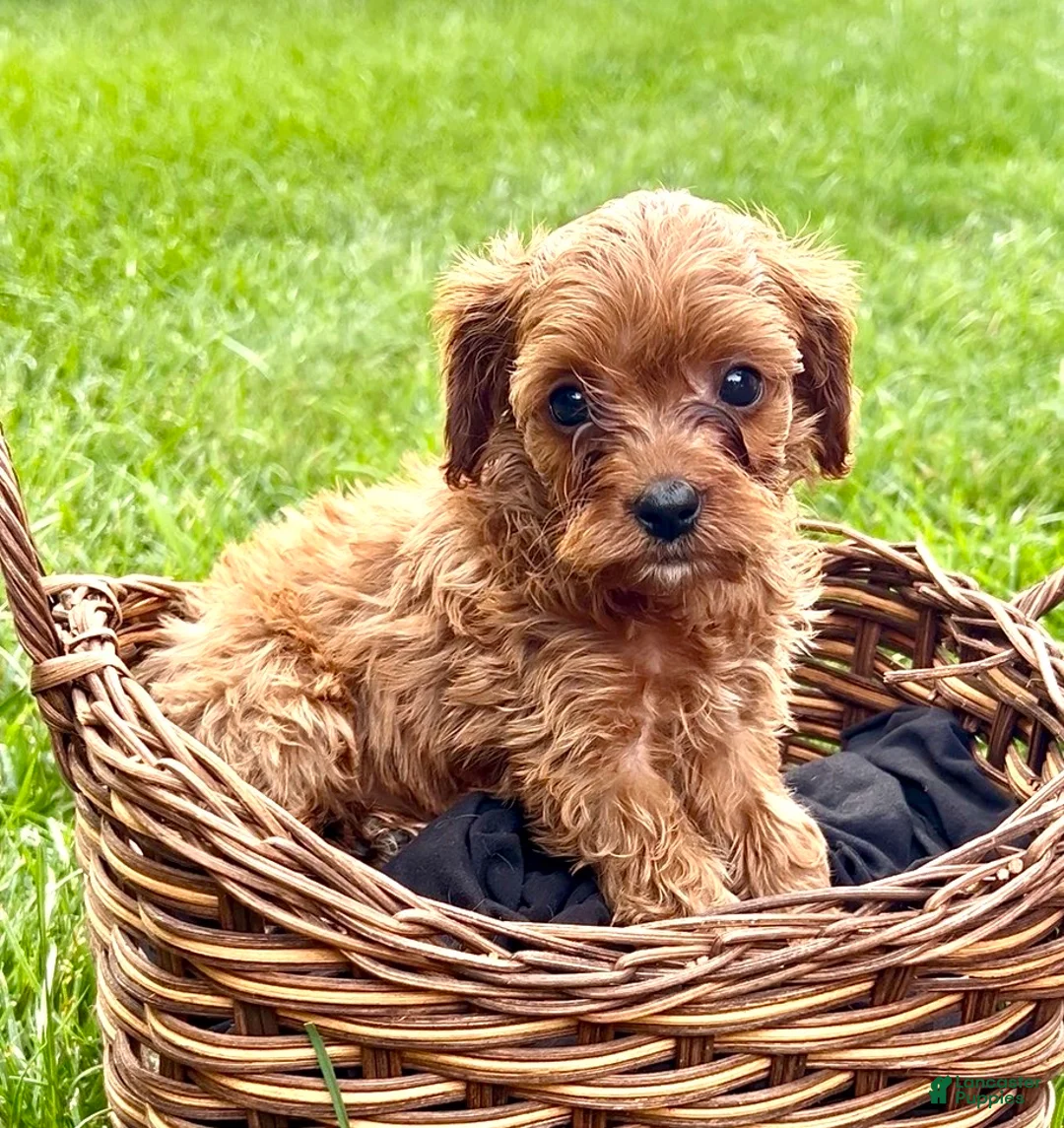 Cavapoo dogs for sale: Coco - Ad 1