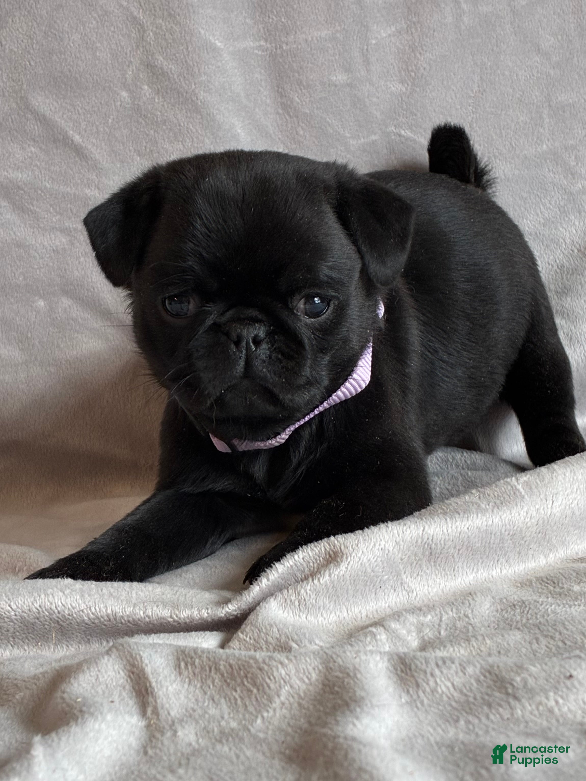 Pug dogs Bella - Ad 2
