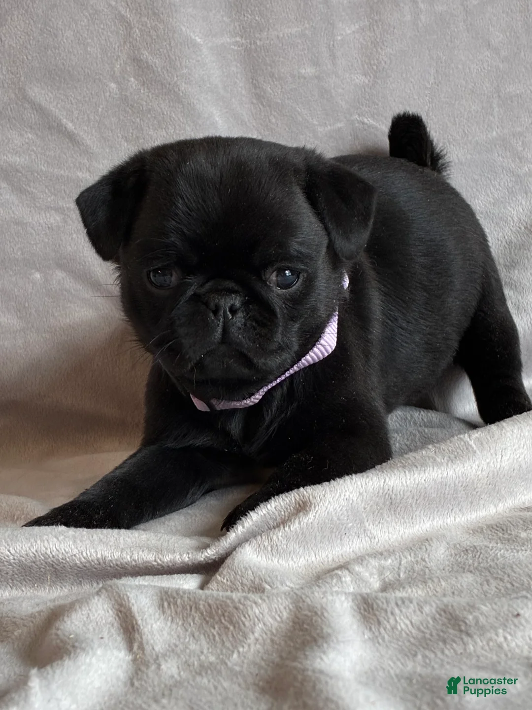 Pug dogs for sale: Bella - Ad 2