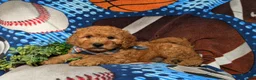Goldendoodle dogs for sale: Dempsey Hypoallergenic - Ad 6