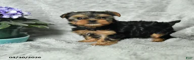 Abby