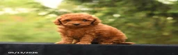 Toy Poodle dogs for sale: Tiny Amber - Ad 4