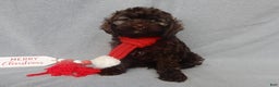 Cockapoo dogs for sale: Hershey - Ad 4