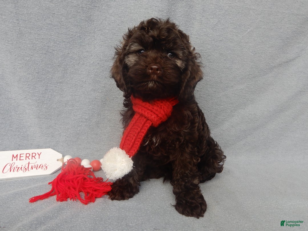 Cockapoo dogs for sale: Hershey - Ad 4