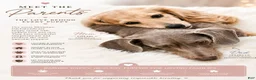Miniature Dachshund dogs for sale: Maple  - Ad 2