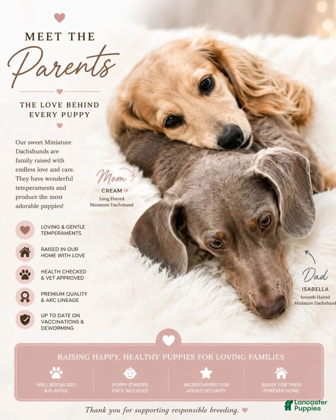 Miniature Dachshund dogs for sale: Maple  - Ad 2