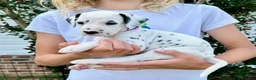 Dalmatian dogs for sale: Magenta - Ad 6