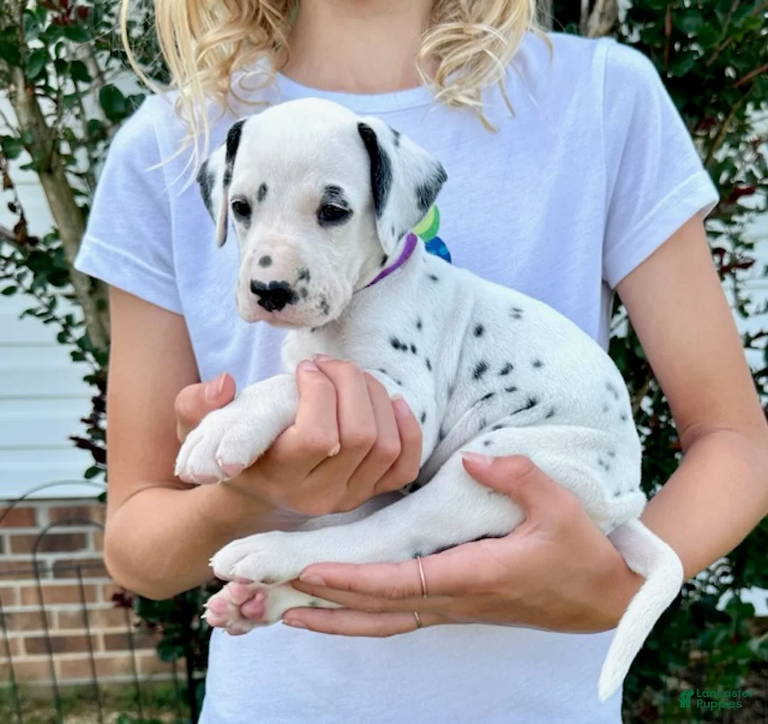 Dalmatian dogs for sale: Magenta - Ad 6