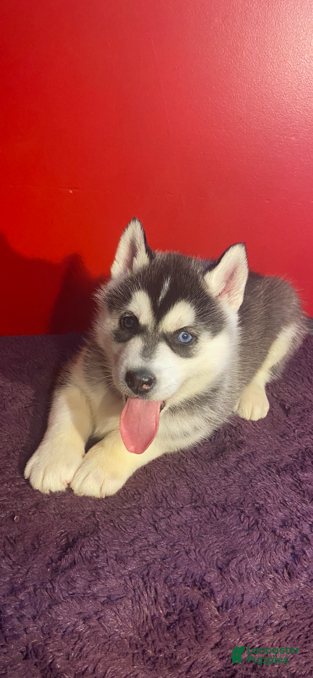 Siberian Husky dogs for sale: Oscar - Ad 18