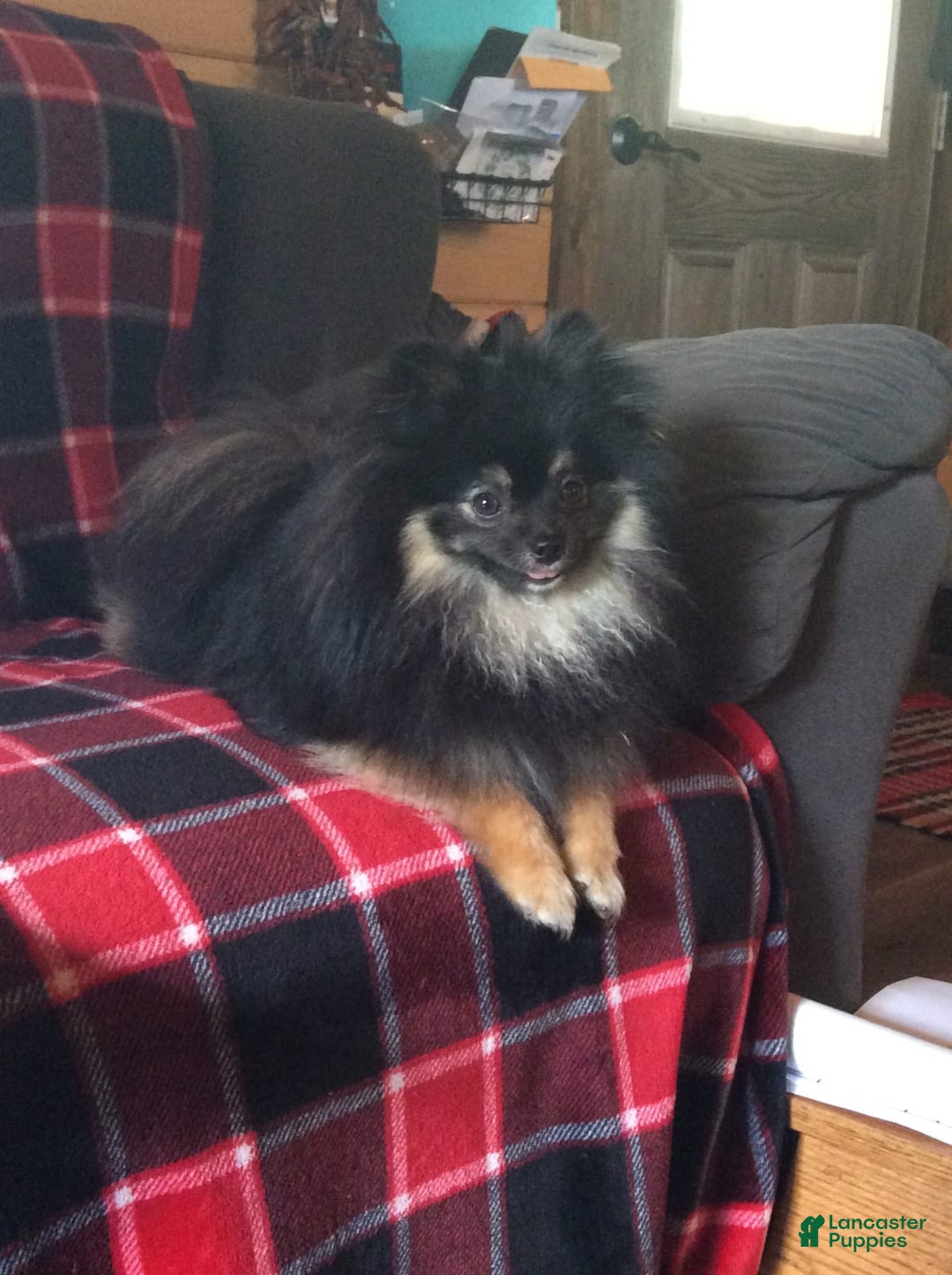 Gallery Image {{count}}