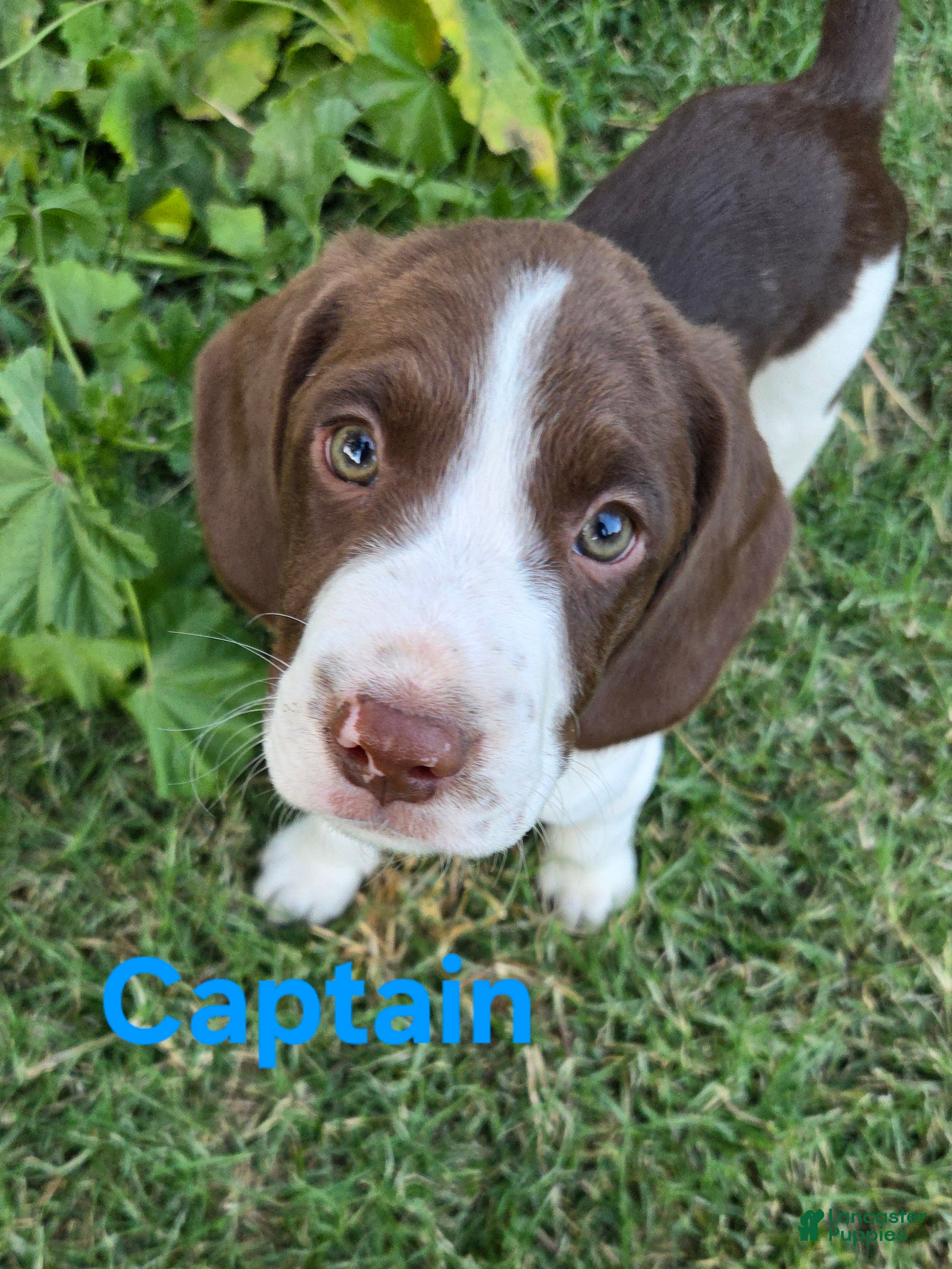Mixed Breed dogs Captain - Ad 20