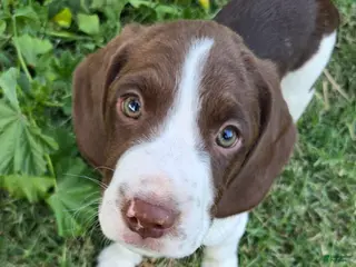 Mixed Breed dogs Captain - Ad 20